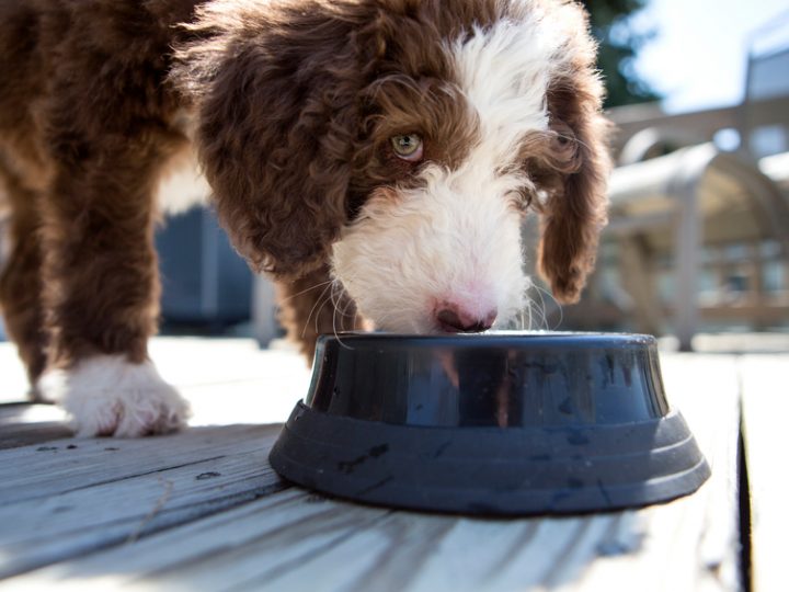 Nestlé pumping investment into high-growth Purina unit