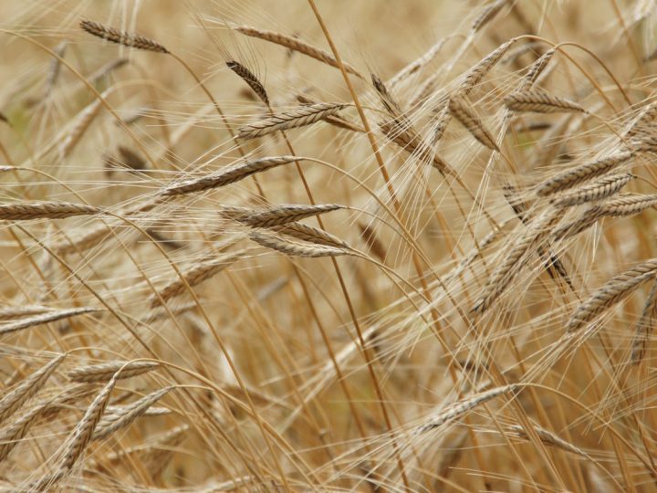 Bunge: A new kind of bean counting