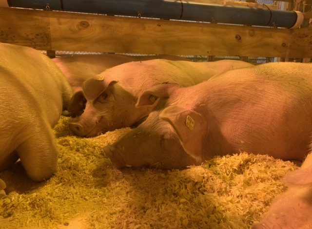 Image showing three pigs in a barn area sleeping