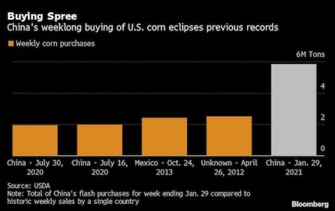 Buying Spree Graph - China's weeklong buying of U.S. corn eclipses previous record