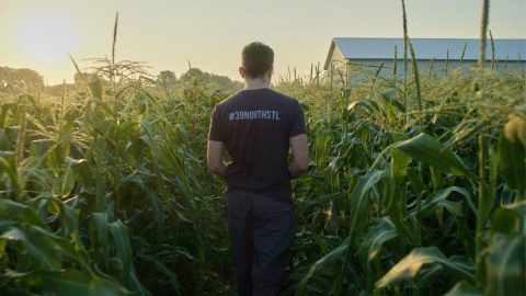 Field scout in between rows of corn at dusk.