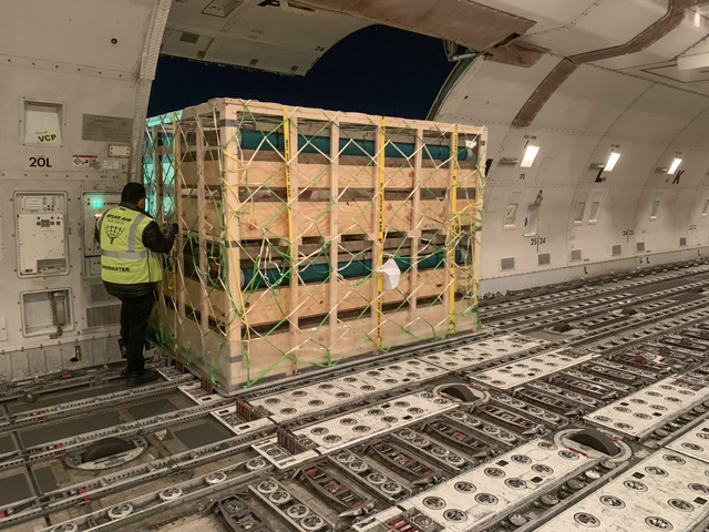 Livestock on a cargo plane