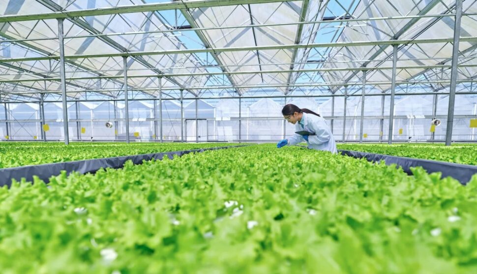 Photo of lab worker in giant industrial greenhouse tending to plants